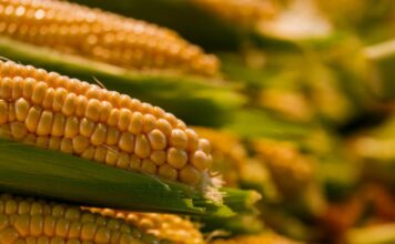 Valor da produção agropecuária do milho no estado de SP cresce 26% em 2025