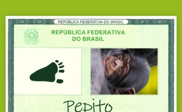 Nome do novo bebê chimpanzé do Zoo São Paulo será Pepito