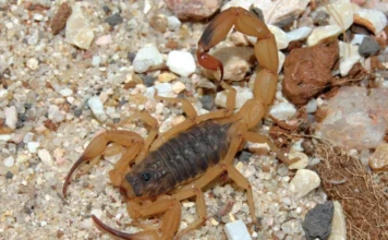 Por que aumentaram os acidentes por picada de escorpião? Butantan explica