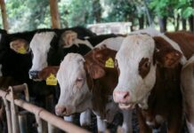 Entenda como novo fundo para o gado protege pecuaristas e garante status internacional para a carne de SP
