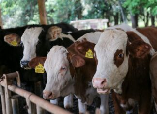 Entenda como novo fundo para o gado protege pecuaristas e garante status internacional para a carne de SP