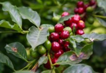 De Cafelândia a Palmital: conheça 10 cidades paulistas que nasceram do agro