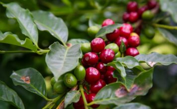 De Cafelândia a Palmital: conheça 10 cidades paulistas que nasceram do agro