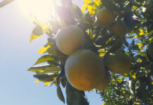 51ª ExpoCitrus: Koppert apresenta tecnologias decisivas para o sucesso na citricultura.