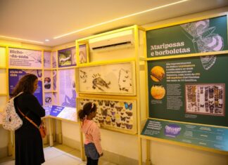 Planeta Inseto: Museu do Instituto Biológico de SP transforma ciência em experiência educativa
