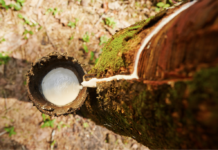 Combinação correta de mudas pode aumentar em até 75% a produção de borracha natural
