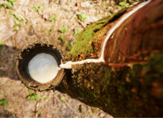 Combinação correta de mudas pode aumentar em até 75% a produção de borracha natural