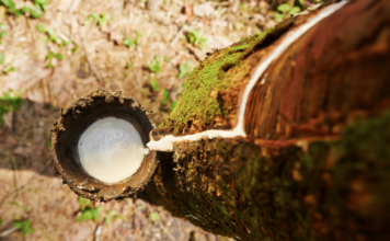 Combinação correta de mudas pode aumentar em até 75% a produção de borracha natural