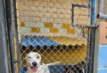 Canil e gatil em unidades prisionais unem cuidado de animais e reintegração social
