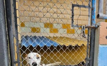 Canil e gatil em unidades prisionais unem cuidado de animais e reintegração social