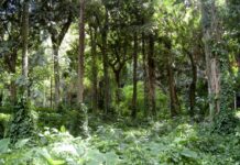SP lança plataforma para atrair investimentos ambientais e alinhar conservação à agenda ESG