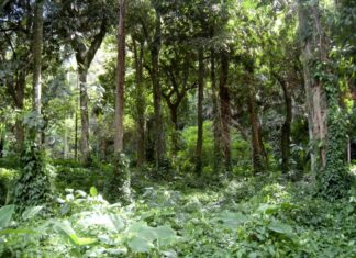 SP lança plataforma para atrair investimentos ambientais e alinhar conservação à agenda ESG