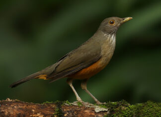 Campanha convida população a escutar as aves da Mata Atlântica em parques de SP
