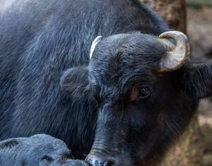 Rejeitada ao nascer, filhote de búfalo encontra “mãe adotiva” no Simba Safari