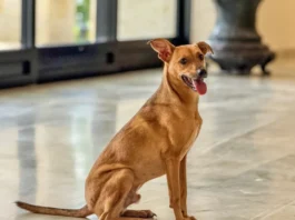 Como denunciar maus-tratos a animais à polícia sem sair de casa?