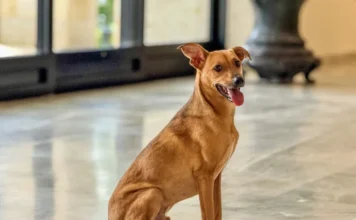 Como denunciar maus-tratos a animais à polícia sem sair de casa?