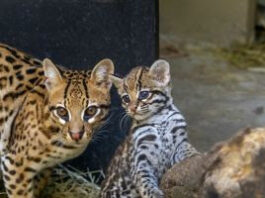 Filhote de casal de jaguatiricas resgatadas em Tefé nasce no Zoo SP e já pode ser vista pelo público
