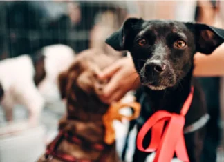 Dia do Vira-Lata: veja leis que fortalecem a proteção e o bem-estar animal