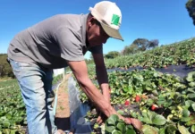 Produção agroecológica: entenda como funciona e veja como aderir