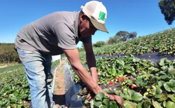 Produção agroecológica: entenda como funciona e veja como aderir