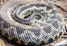 Saiba o que fazer em caso de picada por serpente