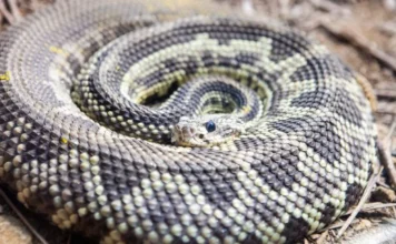 Saiba o que fazer em caso de picada por serpente