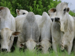 Comportamento da raça bovina influencia planejamento da fazenda