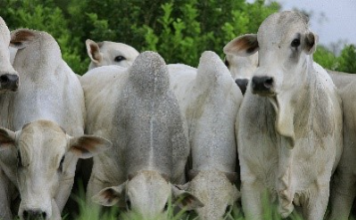 Comportamento da raça bovina influencia planejamento da fazenda